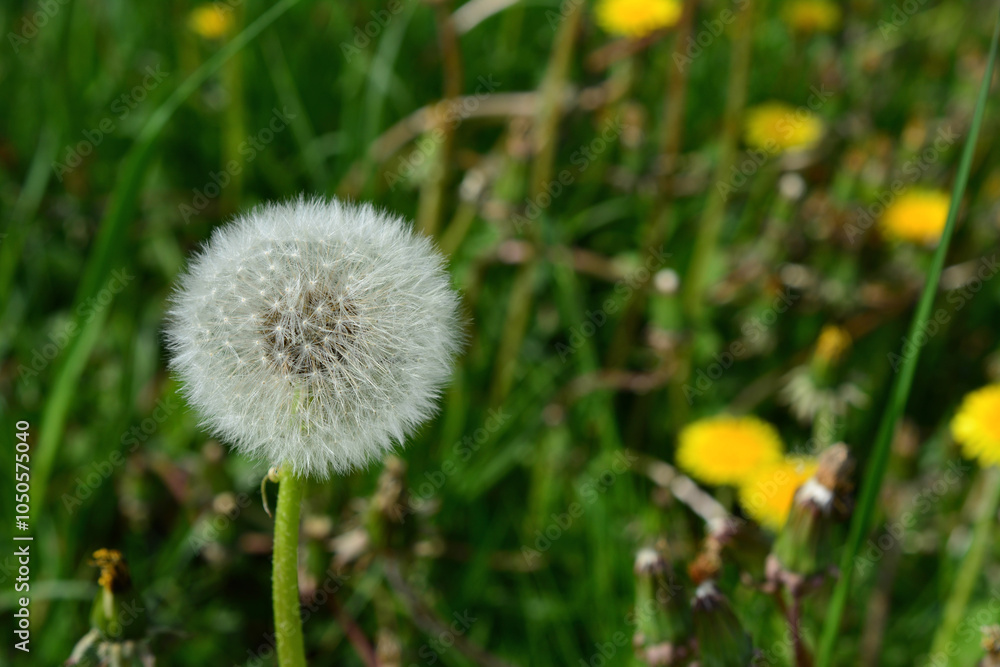 a white dandelion on the stem in the green meadow a white dandelion on the stem in the green meadow