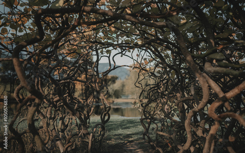 Twisted Branches Forming a Natural Tunnel in Autumn, Generative AI