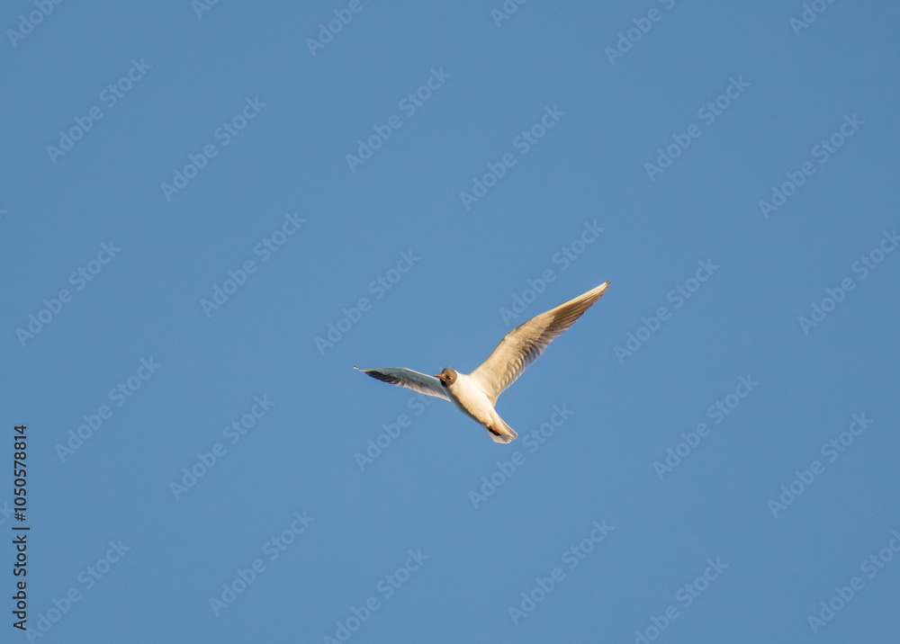 Black-headed Gull, Birds Soaring in Blue Sky Black-headed Gull, Birds Soaring in Blue Sky