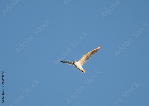 Sky Ballet: Black-Headed Gulls Dancing in the Blue