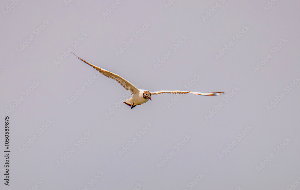 Lakeside Flyers: Black-headed Gull Birds Gliding Over the Water Lakeside Flyers: Black-headed Gull Birds Gliding Over the Water