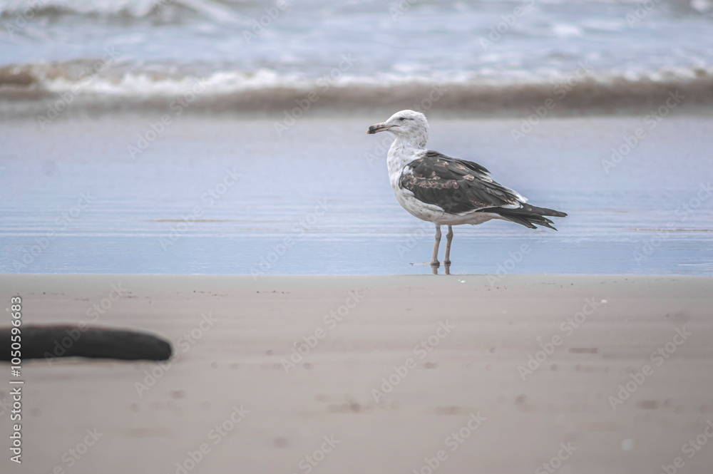 This image shows a seabird perched on the sandy shore, surrounded by the textures and colors of the beach. The photo captures the bird in a serene moment, offering a glimpse into the life of coastal This image shows a seabird perched on the sandy shore, surrounded by the textures and colors of the beach. The photo captures the bird in a serene moment, offering a glimpse into the life of coastal