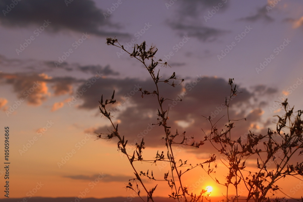 Fototapeta premium Zweig für stimmungsvollem Himmel bei Sonnenuntergang