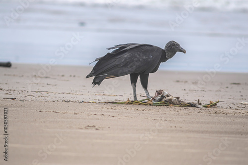 This image depicts black vultures (Coragyps atratus) scavenging on a dead fish carcass on a sandy beach, with sparkling ocean waves in the background. It highlights the cycle of life and scavengers' r photo