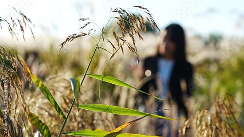 woman in the silver grass field with romantic mood, Korea
