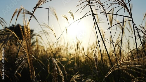 Romantic Cinematic Autumn Landscape with Swaying Silver Grass in the Wind