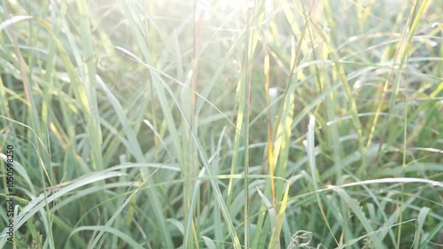 Romantic Cinematic Autumn Landscape with Swaying Silver Grass in the Wind