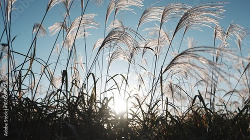 Romantic Cinematic Autumn Landscape with Swaying Silver Grass in the Wind