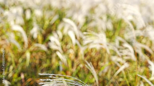 Romantic Cinematic Autumn Landscape with Swaying Silver Grass in the Wind