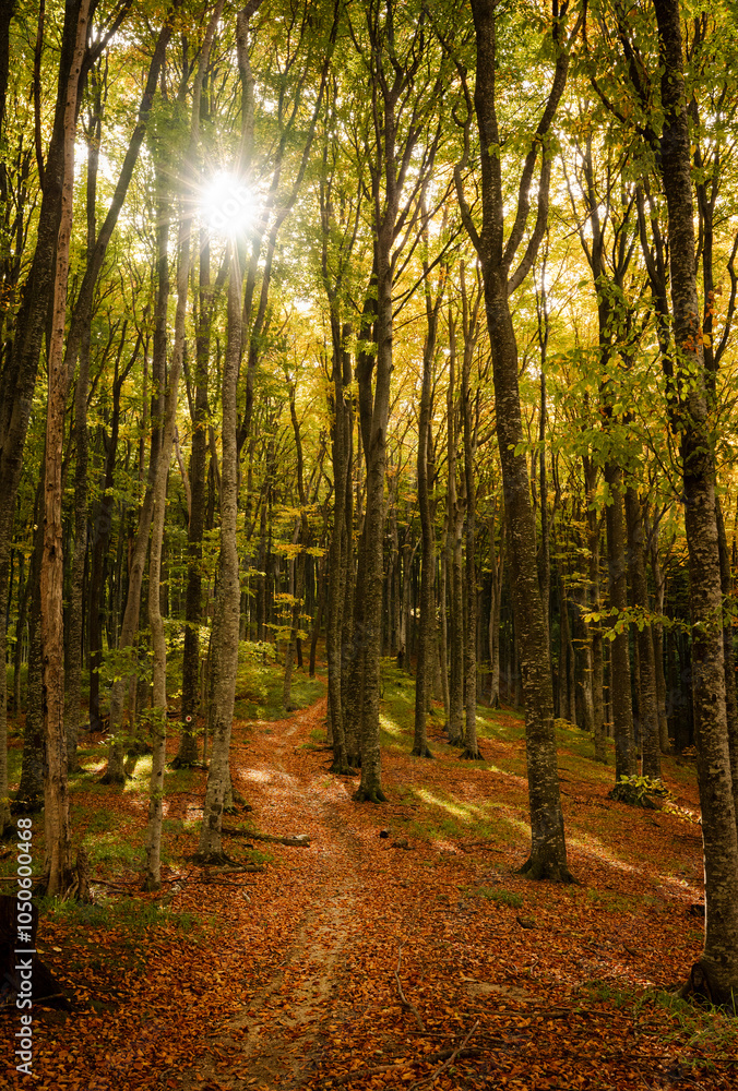 Obraz premium path in autumn forest