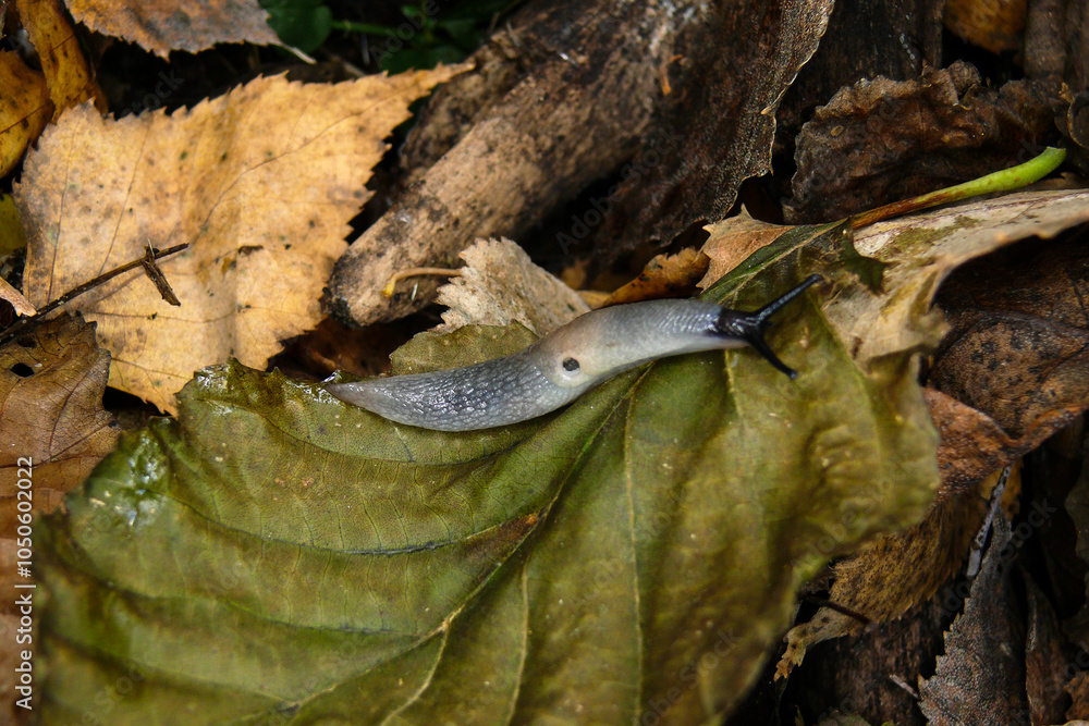 Naklejka premium slug Krynickillus melanocephalus on an autumn leaf in the forest