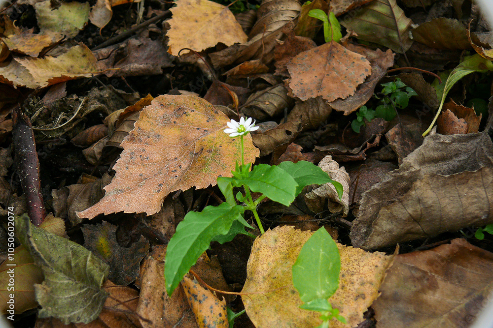 small white flower with green leaves among the fallen leaves in the autumn forest small white flower with green leaves among the fallen leaves in the autumn forest