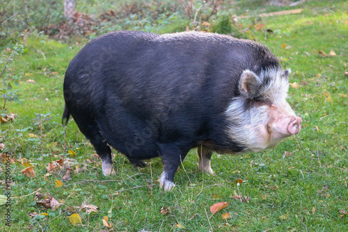 pig in the grass