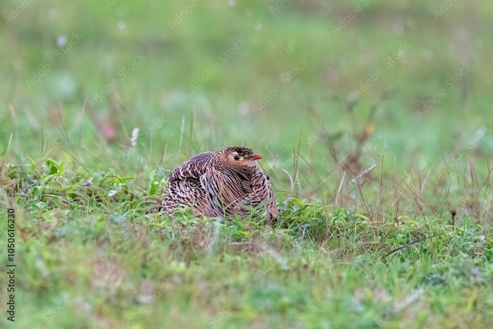 A Painted sandgrouse pair resting in the grassland on the outskirts of Bhigwan town in Maharastra A Painted sandgrouse pair resting in the grassland on the outskirts of Bhigwan town in Maharastra