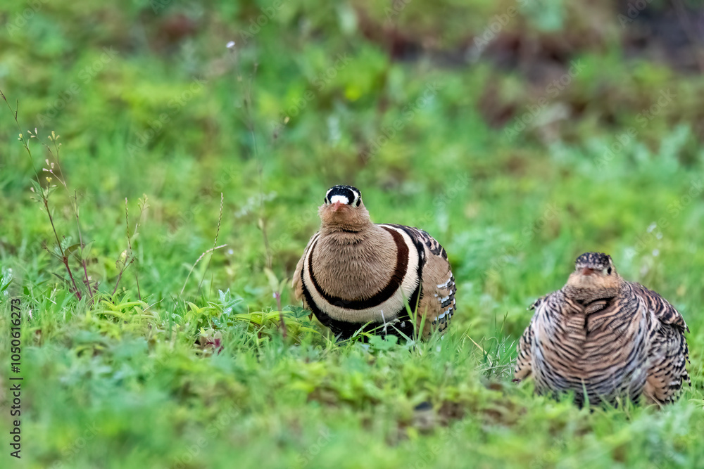 Obraz premium A Painted sandgrouse pair resting in the grassland on the outskirts of Bhigwan town in Maharastra