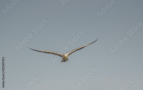 Skybound Wanderers: European Herring Gulls Soar Over the Sky photo