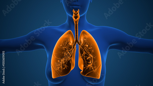 Human lungs with the architecture of the trachea