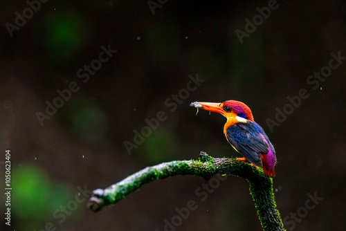 An Oriental dwarf kingfisher perched on top of a tree branch in the deep jungles on the outskirts of Panvel, Maharastra on a rainy monsoon day photo