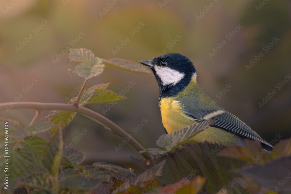 Obraz premium Great tit