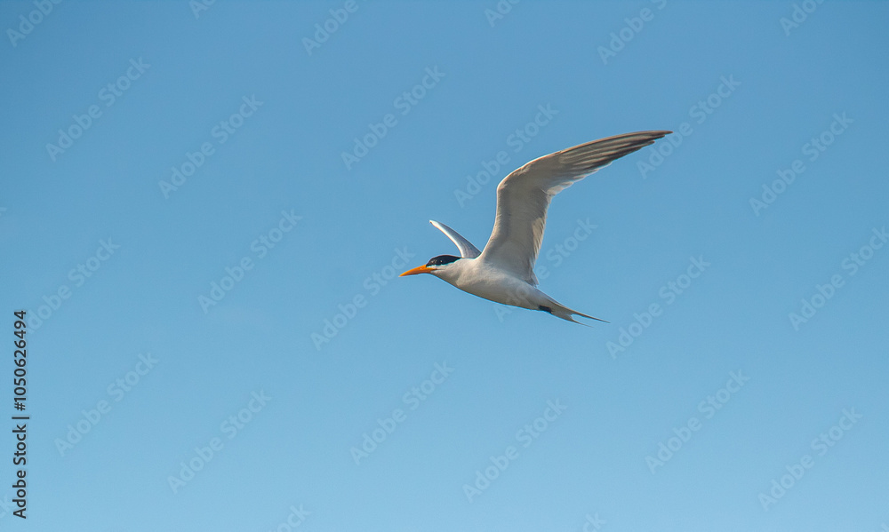 Airborne Elegance: Elegant Tern Birds Soaring Across the Blue Sky Airborne Elegance: Elegant Tern Birds Soaring Across the Blue Sky