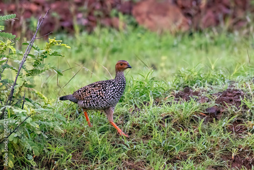 A painted francolin running in the grasslands of Bhigwan in Maharastra photo