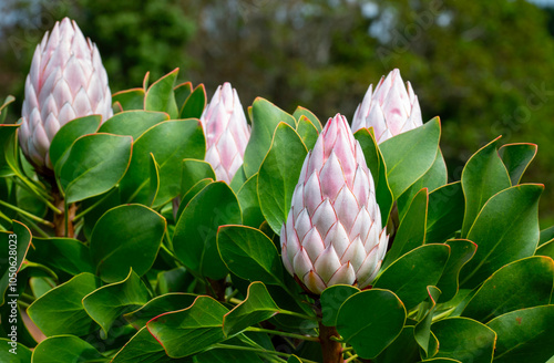 Pink King Protea (Protea cynaroides) buds, Garden Route Botanical garden, George. photo