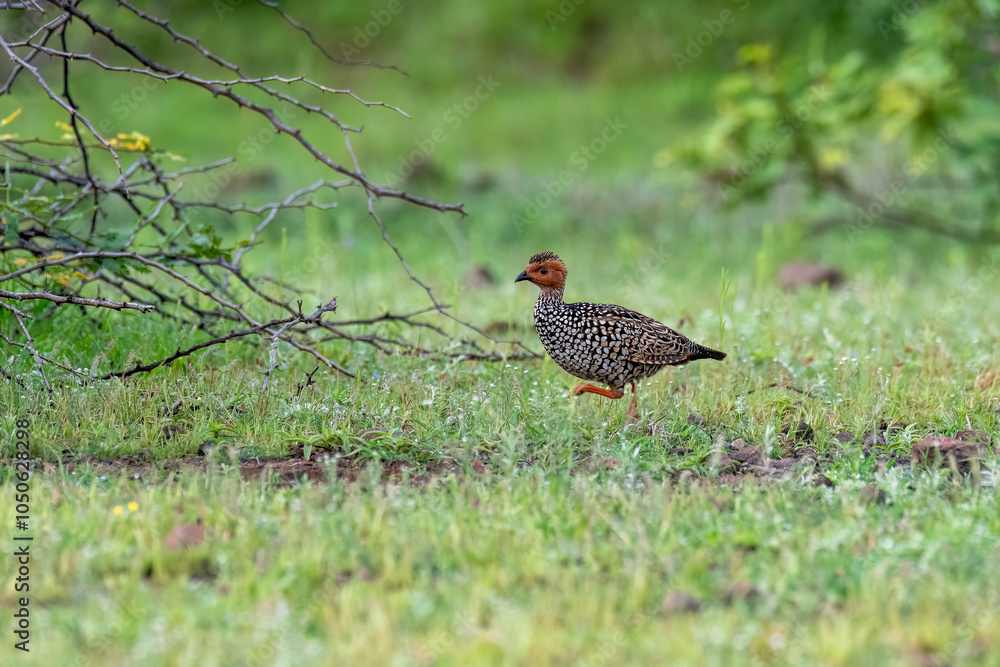 A painted francolin running in the grasslands of Bhigwan in Maharastra A painted francolin running in the grasslands of Bhigwan in Maharastra