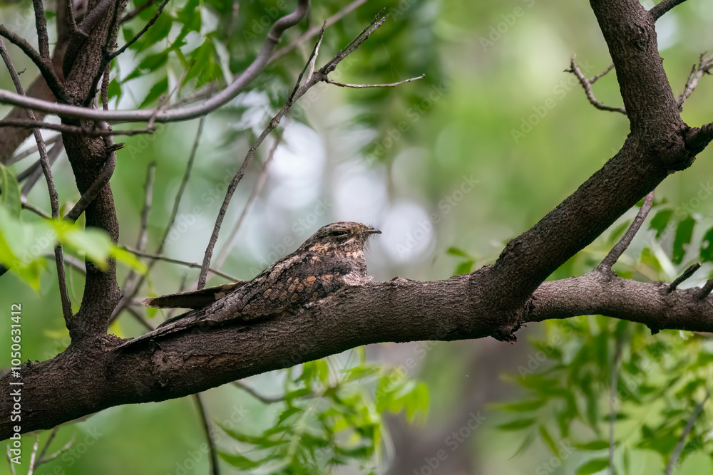 A jungle nightjar resting on a tree branch on the outskirts of Bhigwan, Maharstra A jungle nightjar resting on a tree branch on the outskirts of Bhigwan, Maharstra