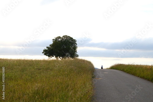 Ein einsamer Baum an einem asphaltierten Weg, umgeben von grünen Feldern und einem ruhigen Himmel bei Zürich. Ideal für Themen wie Natur, Ruhe und Landschaft.