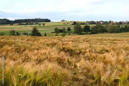 Goldenes Getreidefeld in einer sanften Hügellandschaft bei Zürich, mit weiten Ausblicken und natürlicher Harmonie. Perfekt für Landwirtschafts-, Natur- und Landschaftsprojekte.