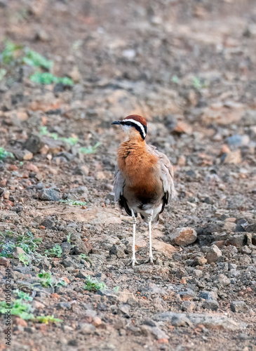 An Indian courser perched on the ground in the grasslands in Bhigwan, Maharastra photo