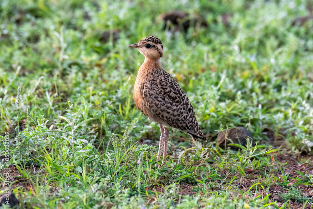 An Indian courser perched on the ground in the grasslands in Bhigwan, Maharastra An Indian courser perched on the ground in the grasslands in Bhigwan, Maharastra