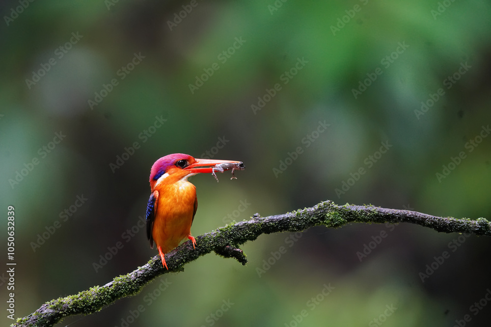 An Oriental dwarf kingfisher perched on top of a tree branch in the deep jungles on the outskirts of Panvel, Maharastra on a rainy monsoon day An Oriental dwarf kingfisher perched on top of a tree branch in the deep jungles on the outskirts of Panvel, Maharastra on a rainy monsoon day