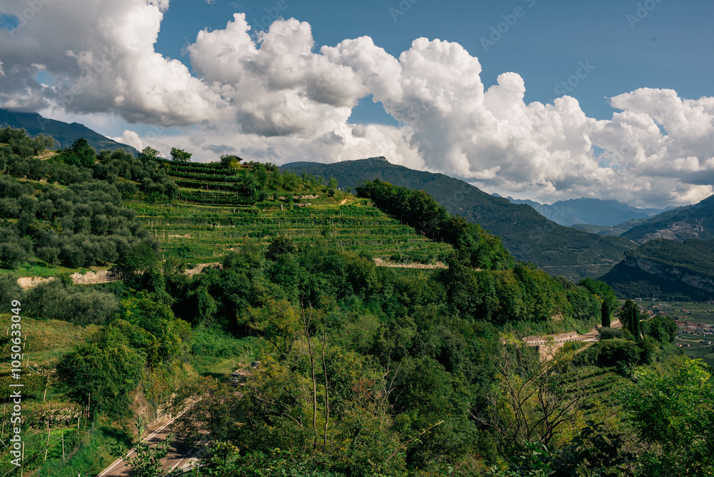 Fototapeta premium Green Valley with Vineyards and Majestic Mountain Background