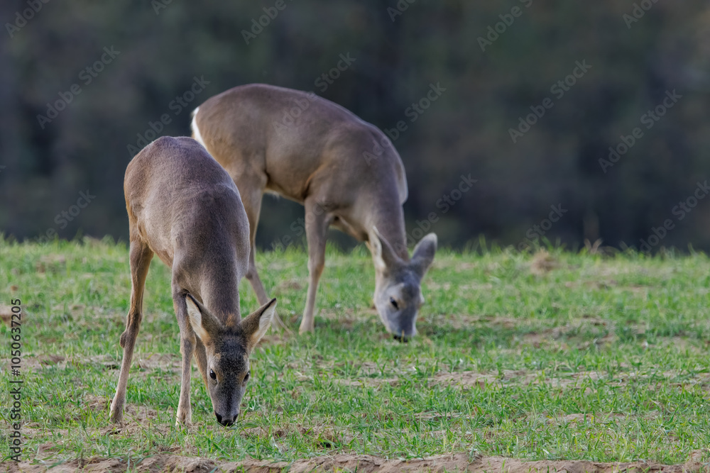 Roe deer are grazing on the freshly sprouted crops in the middle of the forest. Roe deer are grazing on the freshly sprouted crops in the middle of the forest.