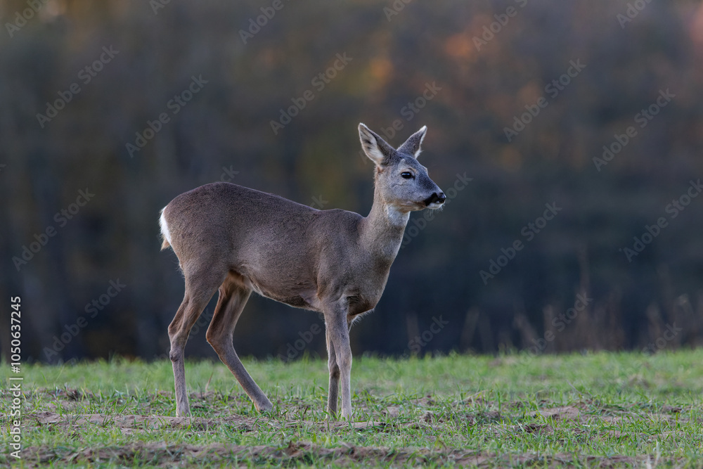 Roe deer are grazing on the freshly sprouted crops in the middle of the forest. Roe deer are grazing on the freshly sprouted crops in the middle of the forest.