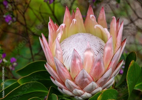 Pale pink King Protea (Protea cynaroides), Garden Route Botanical Garden, George.