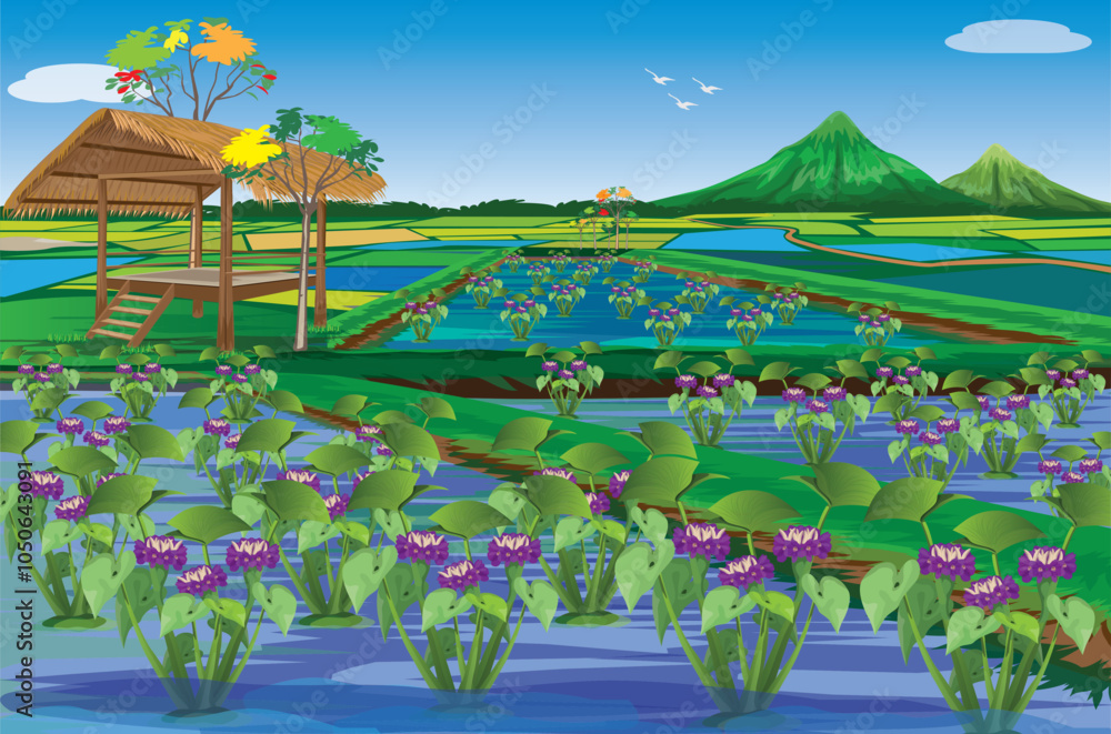 Naklejka premium Water hyacinth has purple flowers in paddy field vector design