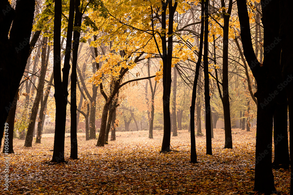 Obraz premium Autumn forest. Forest pathway through the autumn forest.