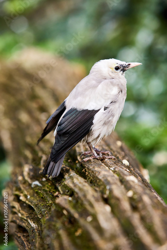 Black-winged myna bird