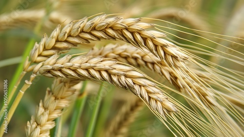 Golden wheat spikelets swaying in sunlit field capturing the abundance of harvest season, ideal for agricultural, rural landscape, and organic farming themes photo