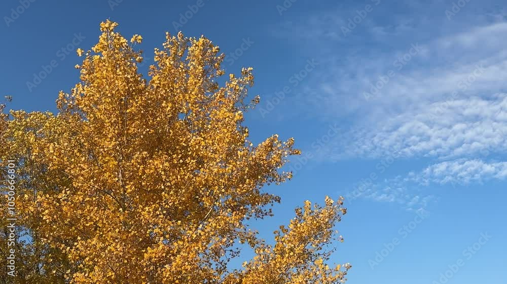 Autumn leaves yellow golden against blue sky. Autumn leaves yellow golden against blue sky.