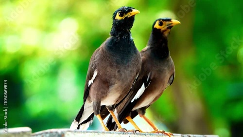 In this video, two birds (Acridotheres tristis) are seen roosting close together. Both birds have dark brown bodies, yellow bare skin around their eyes, and bright yellow beaks, black heads, and white photo