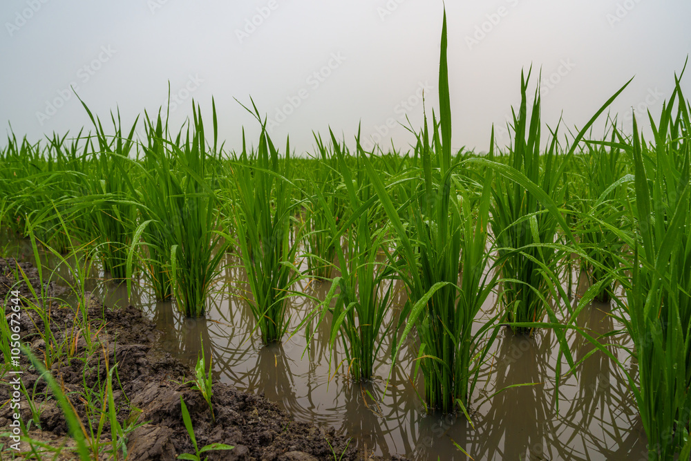 Obraz premium Rice field green landscape, agriculture farm, Nature beautiful outdoor Asia countryside food farming