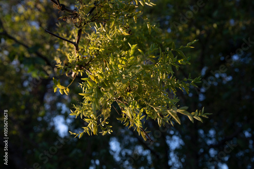 Jujube witches broom disease photo