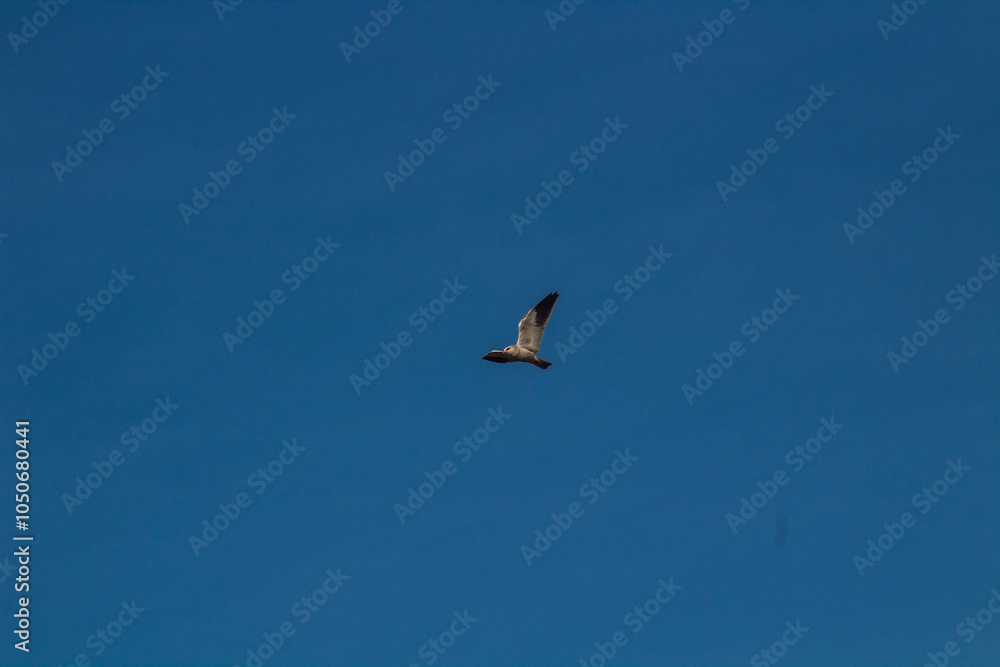 A Black-winged Kite Soaring in the Sky A Black-winged Kite Soaring in the Sky