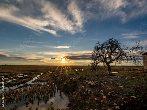 spain, valencia, albufera, reflection, relax, cool, colors, america, beautiful, calm, grasses, reeds, glow, riverbed, water transport, embankments, nostalgic, channel, sunset, water, river, tree, clou