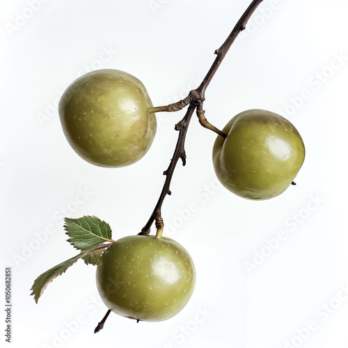 Illustration of a greengage, isolated on a white background.
 photo