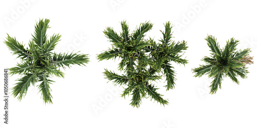 Set of Veitchia palm tree isolated on transparent background from the top view photo