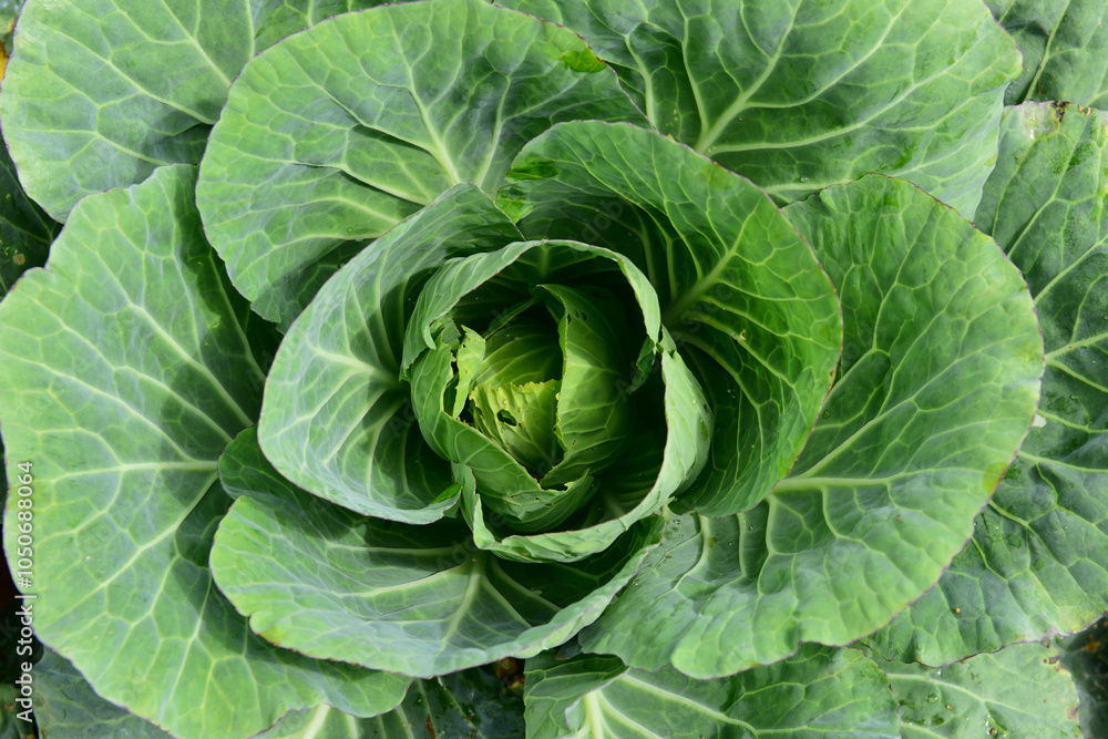 Fototapeta premium Cabbage flower Fresh green cauliflower in a cool mountain farm is a fresh and delicious vegetable.